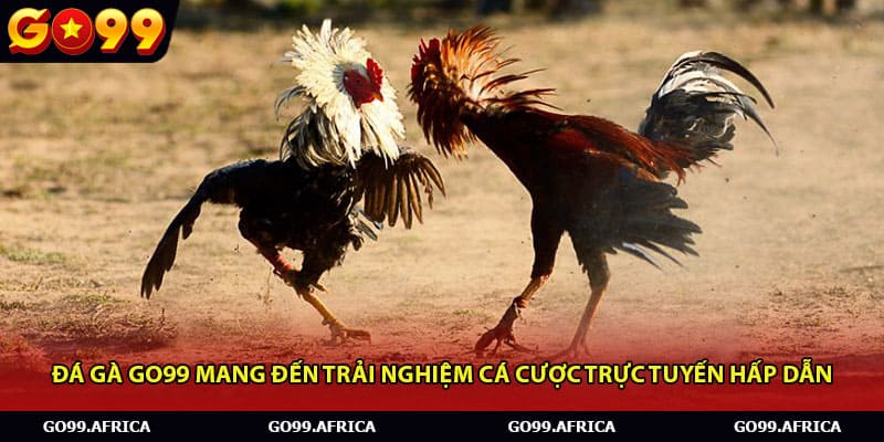 Đá gà Go99 mang đến trải nghiệm cá cược trực tuyến hấp dẫn